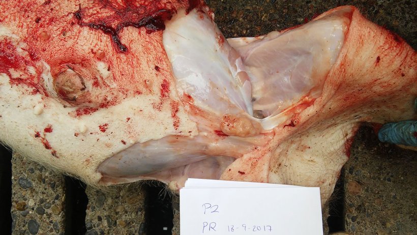 Figure 8. Ganglion lymphatique mésentérique augmenté de taille.